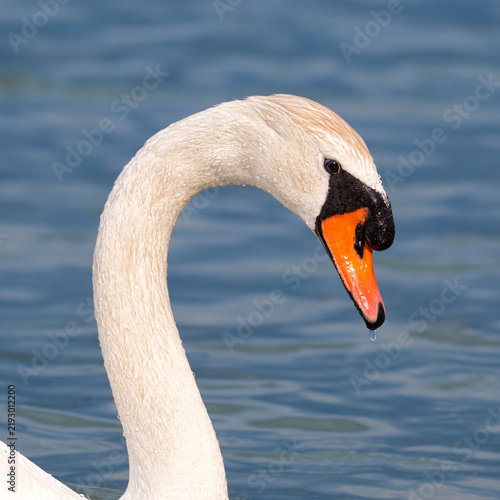 Canvastavla mute swan cygnus olor