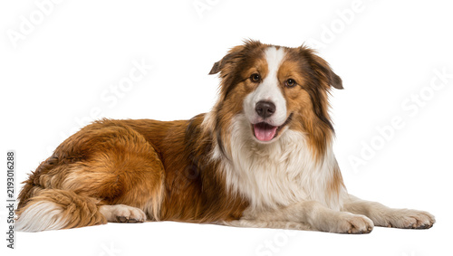 Quadro su tela Brown and white border collie dog lying down, isolated on transparent background