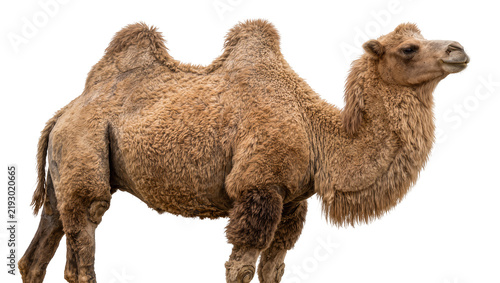 Cuadro en lienzo Bactrian camel with two humps brown fur, isolated on transparent background
