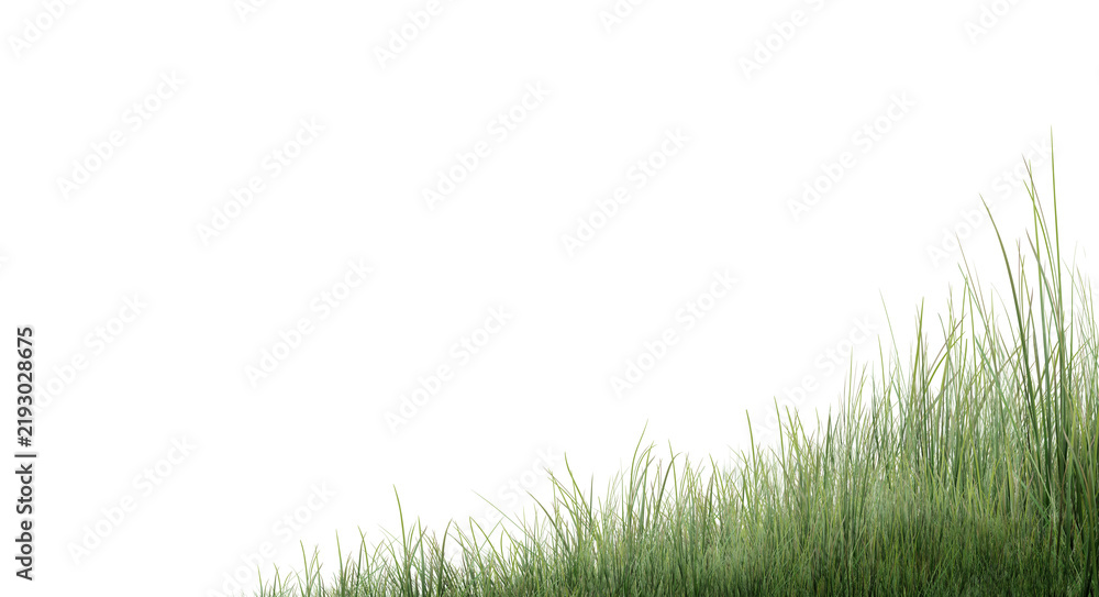 Fototapeta premium green grass background/High resolution green grass field isolated on white background with copy space. Sharp focus fresh lawn grass border