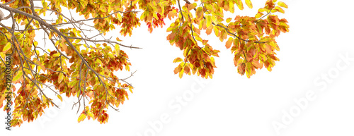 Autumn tree branches with yellow and orange leaves framing top border isolated on transparent background