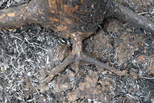Fotografie Top down view showing the detailed texture of burnt tree roots resting on dry cracked soil covered in ash
