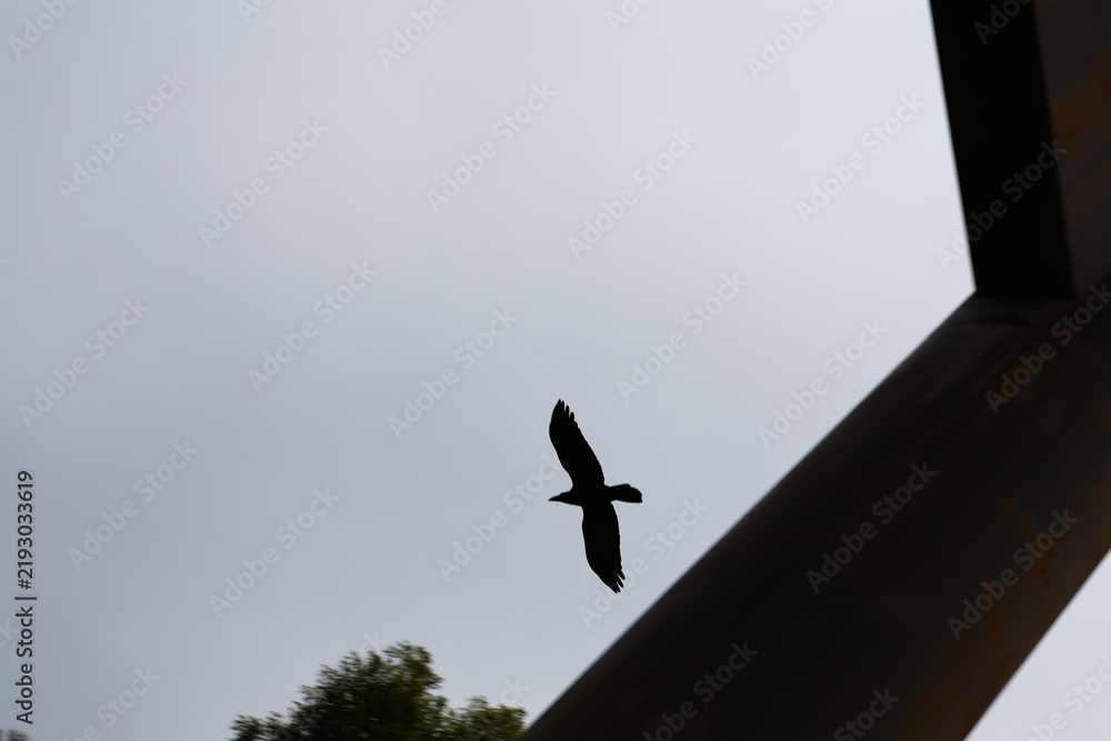Obraz premium A bird flying in the sky near a torii gate silhouette.