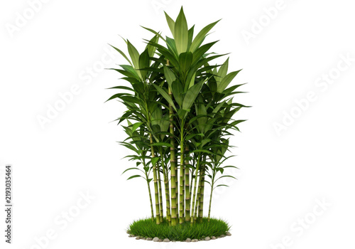 Foto Green bamboo plant with tall stems and lush leaves for home decor