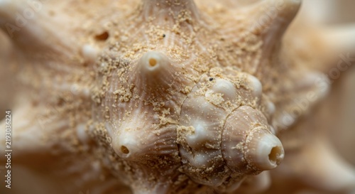 Close-up of Sea Shell Surface Texture Showing Natural Patterns and Details in a Natural Environment Macro Photography