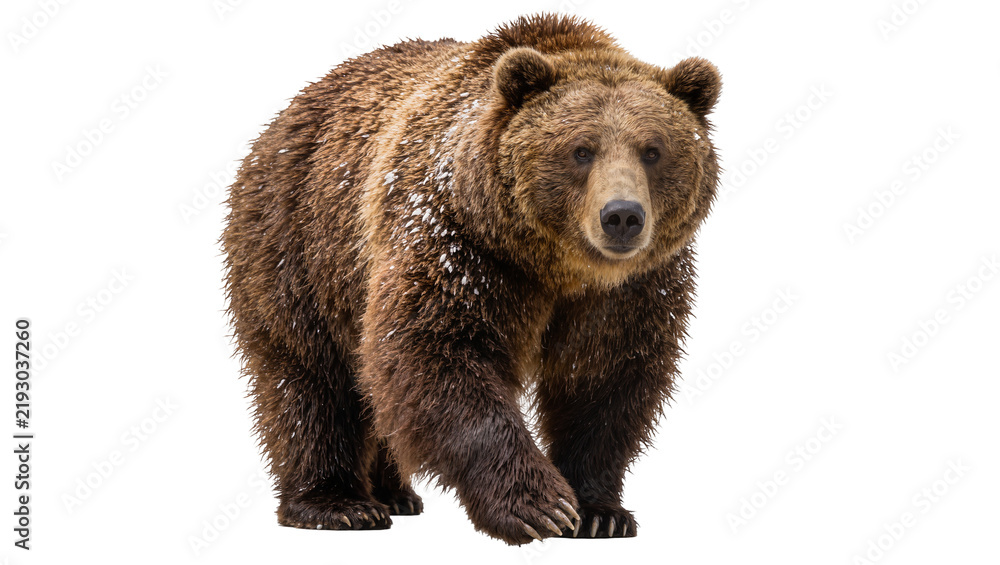 Fototapeta premium Brown grizzly bear with snow on fur walking forward, isolated on transparent background