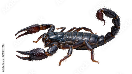 Obraz na płótnie Dark black scorpion with large pincers and segmented tail, isolated on transpare