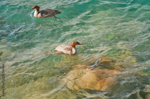 Goosander Swimming in Crystal Clear Turquoise Water of Lake Thun Near Interlaken Switzerland