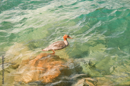 Goosander Swimming in Crystal Clear Turquoise Water of Lake Thun Near Interlaken Switzerland