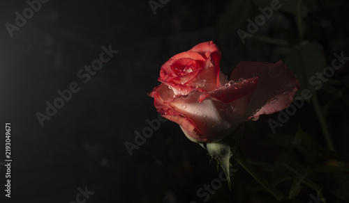 A beautiful and simple flower called a rose. The beauty of nature. Flower.