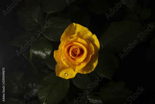 A beautiful and simple flower called a rose. The beauty of nature. Flower.
