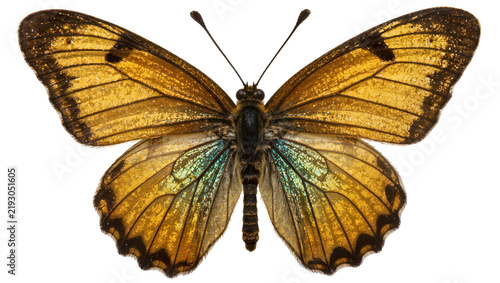 Fotografie Golden brown butterfly with iridescent blue-green wing sections, isolated on tra