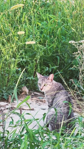 lonely  stray cat in the grass field