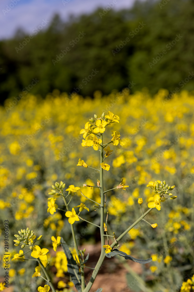 Fototapeta premium rapeseed field during flowering, cloudy sky