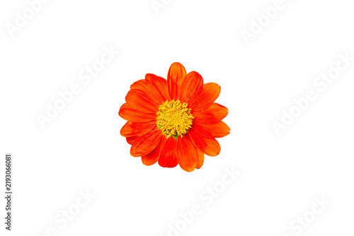 An orange flower isolated against a white background.