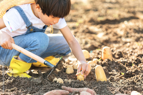 Child harvesting potatoes in a field with a hand trowel