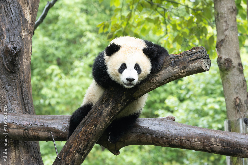 Obraz premium Young Giant Panda Resting on a Wooden Tree Branch Structure