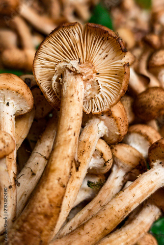 Foto Cluster of fresh honey mushrooms with visible gills and stems