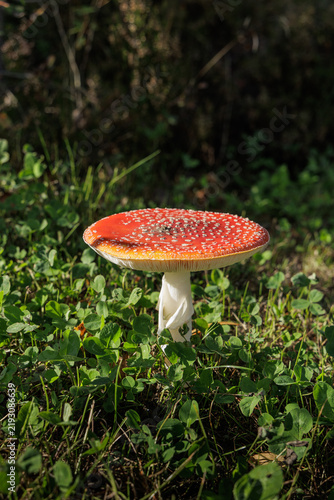 Quadro su tela A closeup of a red poisonous mushroom Amanita muscaria in a autumn forest, fly a