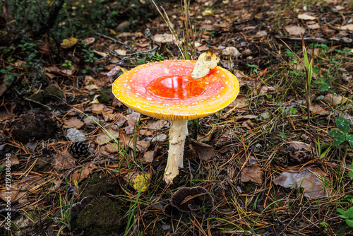 Quadro su tela A closeup of a red poisonous mushroom Amanita muscaria in a autumn forest, fly a