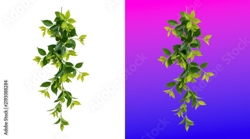 Fresh green ivy vine branch against gradient background