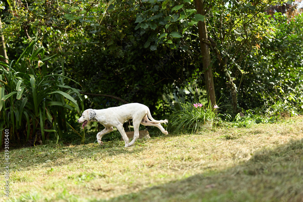 Fototapeta premium A white dog runs fast across green grass in a bright garden. Happy pet enjoys sunny day outdoors. Concept of joyful animal activity and freedom in nature.