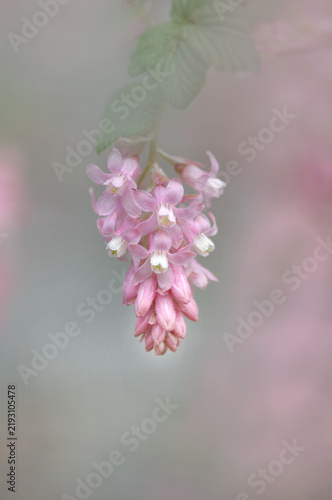 Flowering Currant