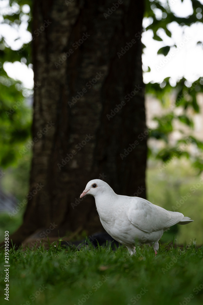 Fototapeta premium Dove of peace