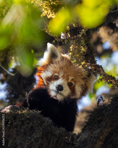Peekaboo