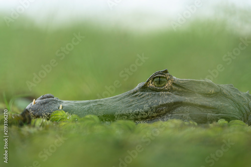 Caiman Smile
