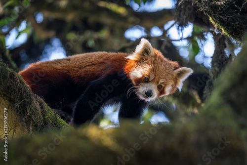 Peeking