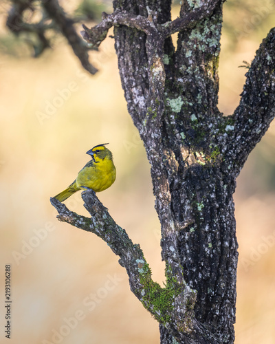 Yellow rare 2