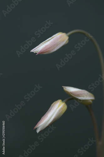 Turkestan tulips (Tulipa turkestanica) 
