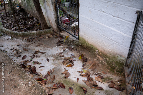 Принти на полотні Dry Fallen Leaves Scattered Along a Concrete Backyard Path