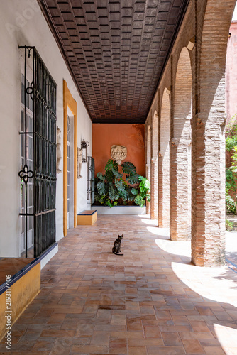Gato en las calles de Sevilla / Cat on the Streets of Seville / セビリアの街並みと猫