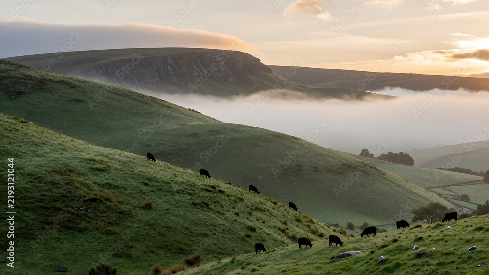 Obraz premium 117, Rolling emerald hills of the Scottish Highlands dotted with grazing blackface sheep, morning ground fog settling into the glens, warm golden sun peeking over a rugged distant ridge