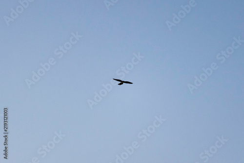 Ave volando sola en el cielo