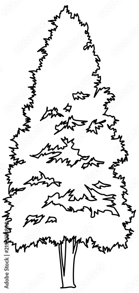 Obraz premium distinct black and white outline drawing of a tall, slender evergreen tree with a narrow columnar profile. Ideal for architectural landscaping, urban planning, and environmental designs