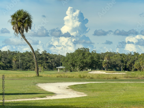Canvastavla A cart path winds past a bent palm tree that shows phototropic correction (an ev
