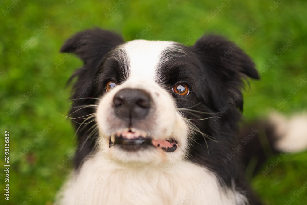 Fototapeta premium Pet activity Dog outdoors. Cute puppy dog border collie walking on garden park. Pet walking in summer day outdoors. Funny emotional dog having playful mood. Love for pets friendship companion pet care