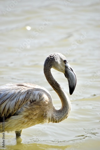 Close-up profile portrait of a juvenile greater flamingo in shallow water