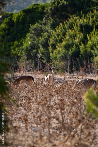 Konstfotografi Group of fallow deer in dry mediterranean scrubland with alert doe looking at ca
