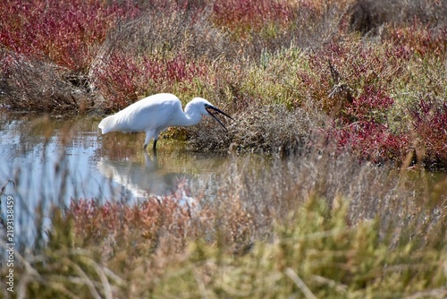 Little egret foraging with open beak in colorful salt marsh wetland