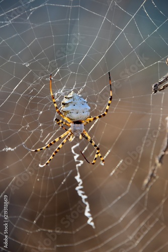 Argiope lobata spider with lobed abdomen waiting in web with stabilimentum