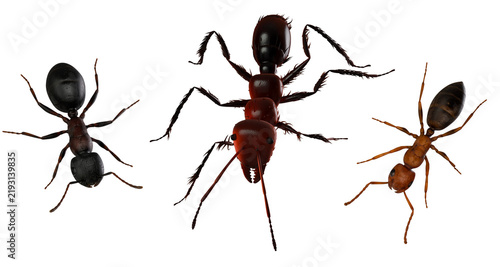 Wild Ants isolated on white