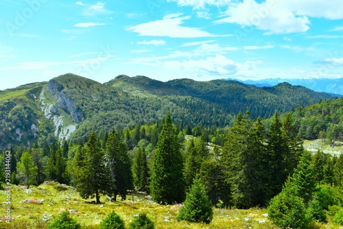 View of Ratitovec mountain range with forest bellow and conifer spruce trees at a meadow in Gorenjska, Slovenia