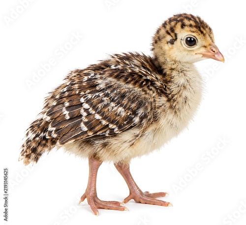 Young turkey chick on white background, small baby turkey poult with brown feathers, cute farm animal bird standing in studio light