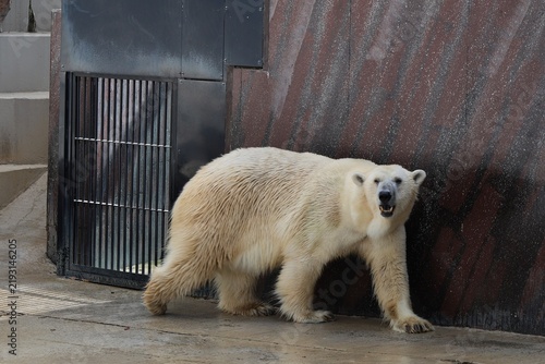 Tapety artystyczne 歩くホッキョクグマ・動物園で暮らす白熊