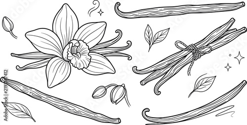 Vanilla orchid flower and aromatic pods line art vector illustration set featuring tied bean sticks buds and leaves
