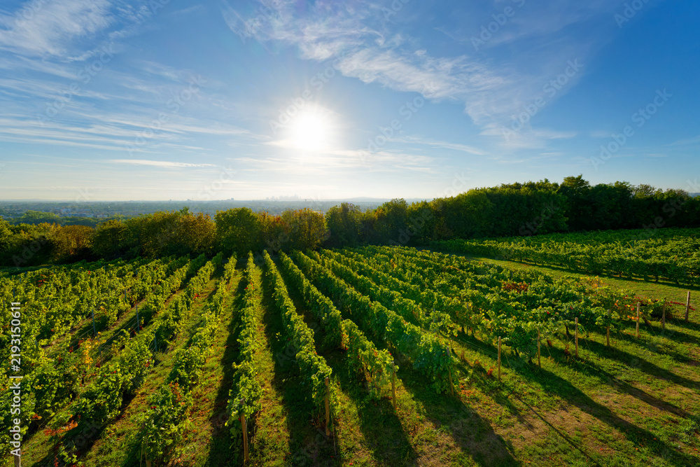 Obraz premium Saint-Germain-en-Laye vineyard in Île-de-France region